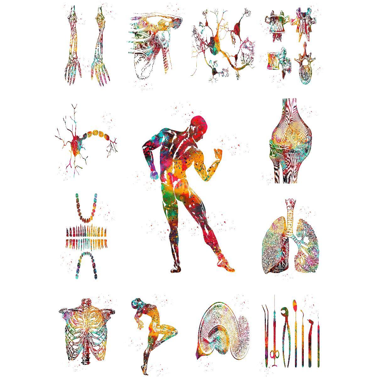 Interior Design Education - Anatomik kas yapısı Poster eğitim sanat